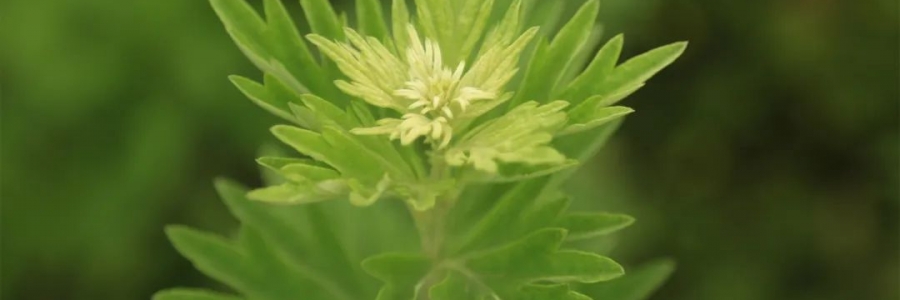 化成了灰也還是個寶，我勸你最好珍惜！