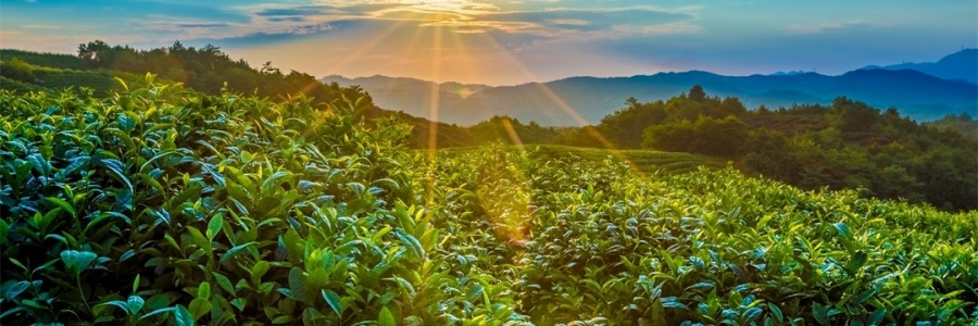 “三陽(yáng)開泰”防病疫，這才是升陽(yáng)的無(wú)上心法！