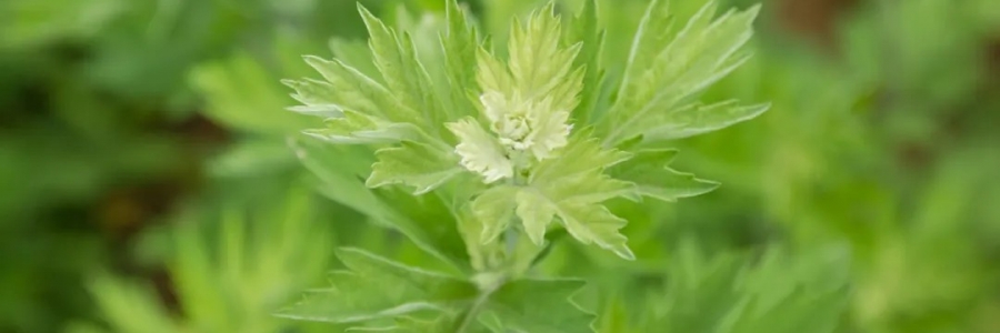 520，“艾”意正濃！讓我們相識(shí)艾草