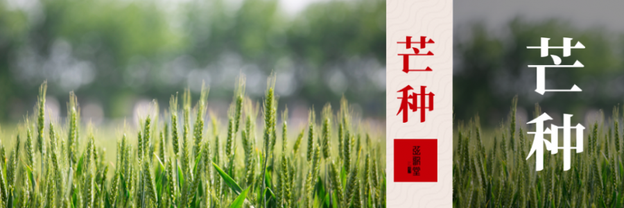 芒種 | 忙收忙種，防暑祛濕